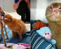 Après avoir été sauvé, ce chat gravement brûlé aide les autres animaux d’une façon touchante