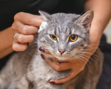 Comment savoir si votre chat a une infection de l’oreille et que faire