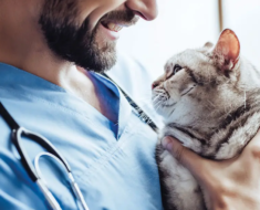 Assurance chaton : tout ce qu’il faut savoir