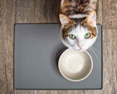 15 aliments humains toxiques que vous ne devriez jamais donner à votre chat