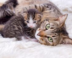 Combien de temps une chatte peut-elle tomber enceinte après avoir eu des chatons ?