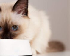Quand les chatons commencent-ils à manger ? Un vétérinaire explique