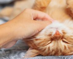 12 signes d’un chat extrêmement heureux