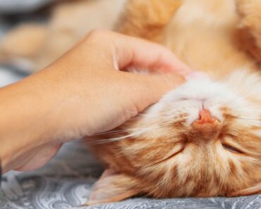 12 signes d’un chat extrêmement heureux