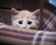 Pourquoi les chats font-ils caca quand ils ont peur ?