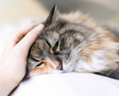 Cancer chez le chat : 10 signes avant-coureurs à surveiller
