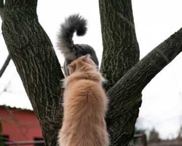 Pourquoi les chats se sentent-ils les fesses ? 3 raisons courantes