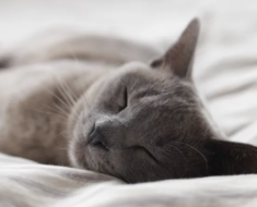 Conseils pour aider votre chat âgé à mieux dormir