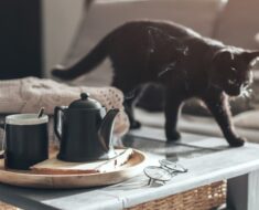 Pourquoi les chats font-ils tomber des objets sur les tables ? 7 raisons pour lesquelles !