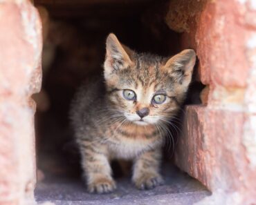 Vous avez trouvé un chaton errant ? Voici quoi faire