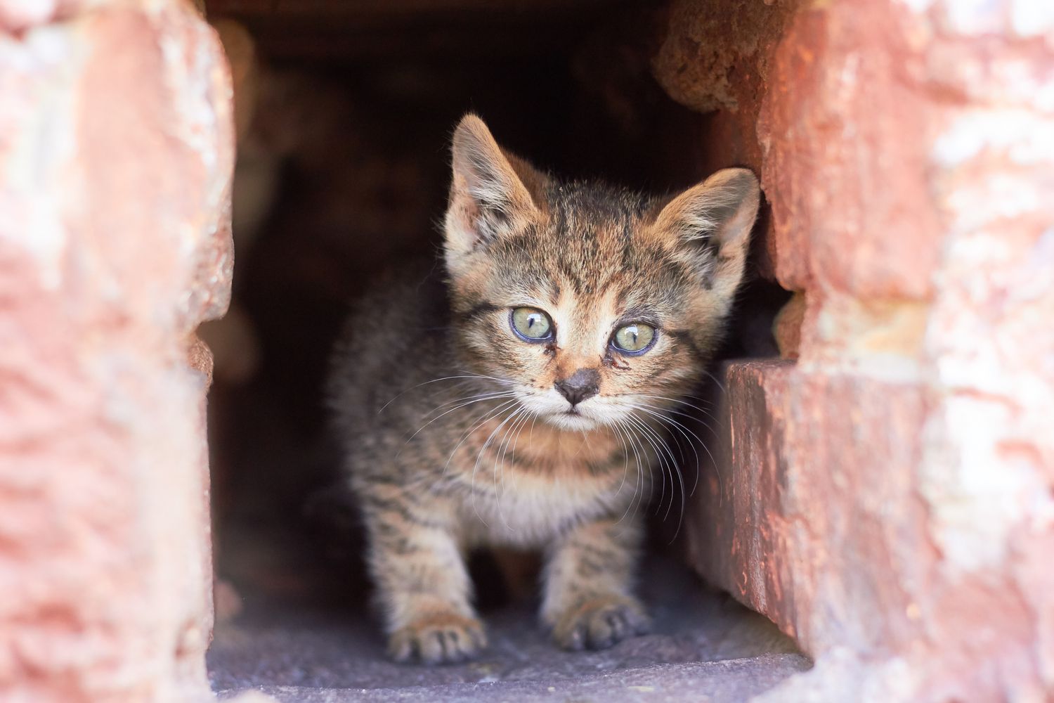 quoi faire quand on trouve un chat errant