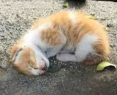Un petit chaton abandonné dans la rue n’a plus la force de vivre. Mais alors un miracle se produit