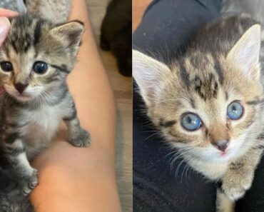 Un chaton sauvé insiste pour être proche de son humain