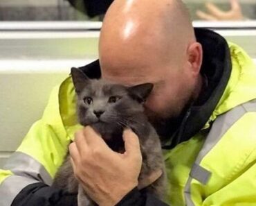 L’homme pleura comme un enfant, serrant dans ses bras le chat trouvé. Il ne pouvait pas croire qu’il le reverrait