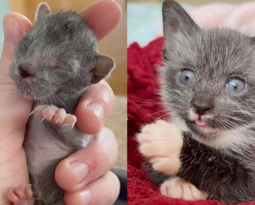 Une femme sauve un chaton et le regarde se transformer, le chaton finit par changer sa vie