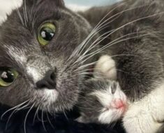 L’histoire de la façon dont le chat a été abandonné par les propriétaires lors d’une naissance difficile