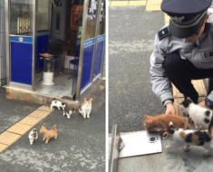 Une chatte errante enceinte se promène dans un poste de police et le choisit comme domicile pour toujours de sa famille