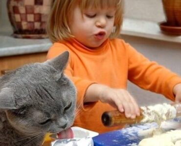 Une sélection de photos d’”enfants et de chats » qui feront sourire le visage