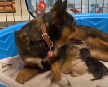 Une mère chienne qui a perdu des chiots en travail prématuré « adopte » des chatons orphelins. « Bénis cette petite famille »