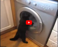Ce chat devient complètement fou quand cette machine à laver se met en route