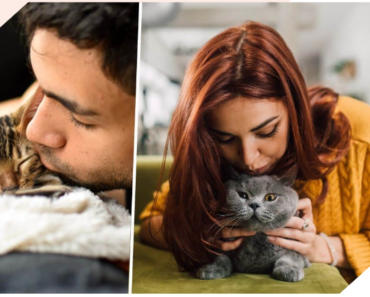 Les chats sont-ils friands de bisous ? La réponse cash des experts !