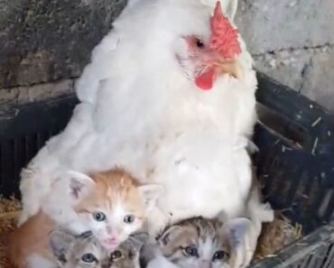 Si vous êtes un agriculteur et que vous voyez une poule ne pas éclore d’œufs