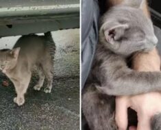 Un homme aide un petit chaton gris qui refuse ensuite de le quitter et forme un lien indestructible
