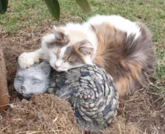 Un chat âgé adore se blottir et dormir avec son meilleur ami, un caillou