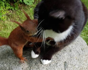 Le chat est devenu la mère adoptive de l’écureuil et a aidé à allaiter le bébé après être tombé de l’arbre