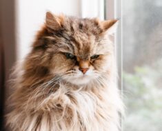 8 choses que vous faites que votre chat déteste probablement