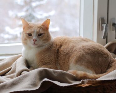 Les chats peuvent-ils survivre au froid ? Un vétérinaire explique