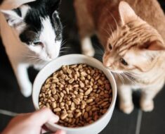 Les chats nous aiment-ils seulement parce que nous les nourrissons ?