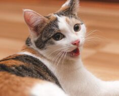 Respiration lourde chez les chats : 3 types et que faire