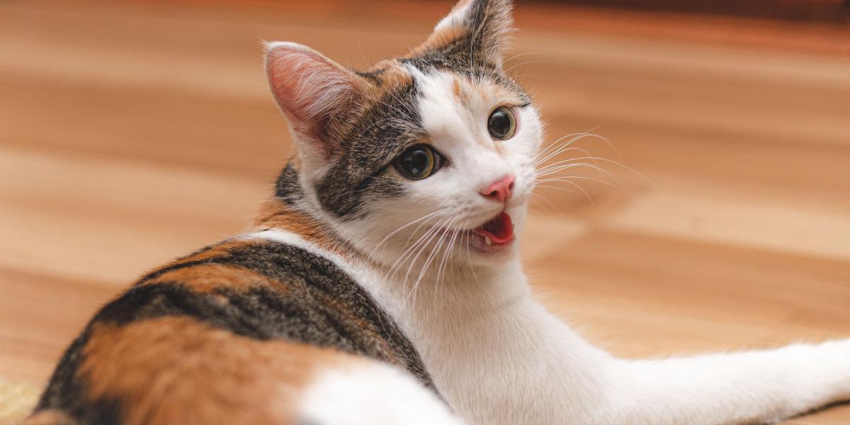 Respiration lourde chez les chats 3 types et que faire BDAILY