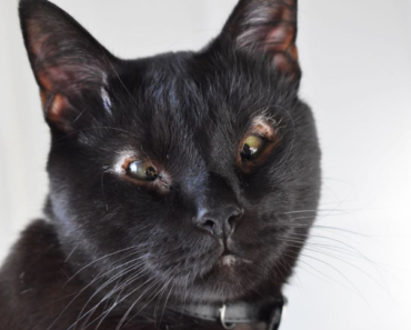 Un chaton qui ne peut pas fermer les yeux devient heureux grâce à une femme incroyable