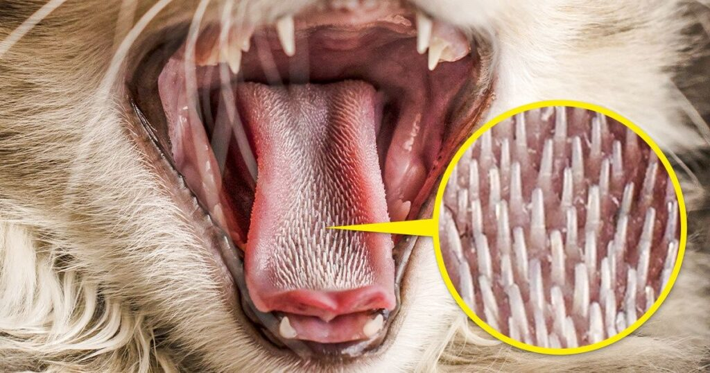 Pourquoi les chats ont une langue si grossière
