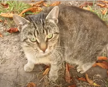 Un homme nourrit un chat errant et n’arrive pas à croire ce qui se cache dessous