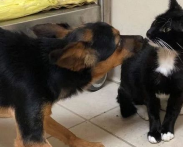 Le chat et le chien sans abri ont échappé ensemble au froid, puis sont entrés ensemble dans un refuge