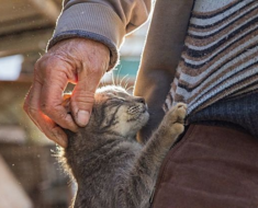 Un chat de rue pris en charge par un retraité l’a remercié en sauvant sa voiture du vol et il l’a emmenée chez lui