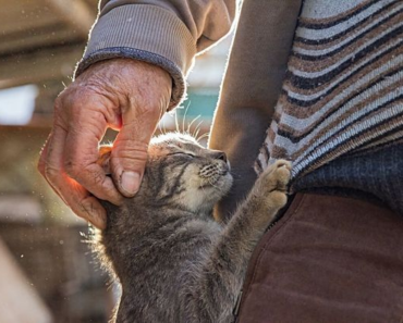 Un chat de rue pris en charge par un retraité l’a remercié en sauvant sa voiture du vol et il l’a emmenée chez lui