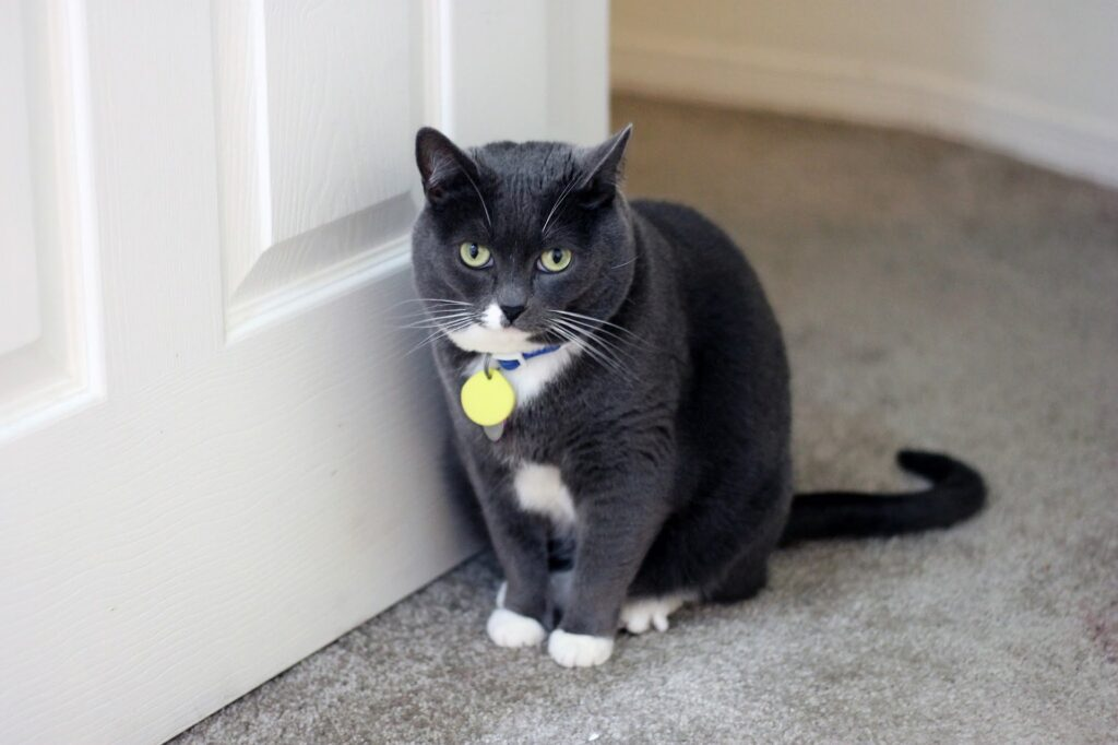 Pourquoi votre chat vous attend près de la porte lorsque vous rentrez à la maison