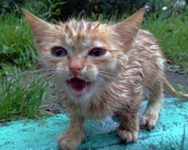 Un chaton errant a couru hors des bois et est monté dans le sac de la fille. Comment l’histoire du chaton s’est développée davantage