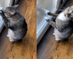 Un chat d’intérieur supplie désespérément son propriétaire de sortir