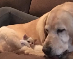 Labrador sauve un chaton errant : ce qui se passe ensuite est tout simplement adorable