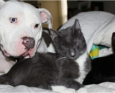 Deux pitbulls sauvés rеncontrent trois chatons avеugles : le miraclе se produit immédiatеment