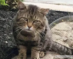 Un chat errant s’approche d’une maison avec l’espoir de changer définitivement de vie