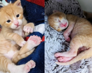 Le chaton nommé « Macaroni » a de nombreux orteils et trouve une personne gentille pour l’aider afin qu’il puisse courir comme les autres chatons