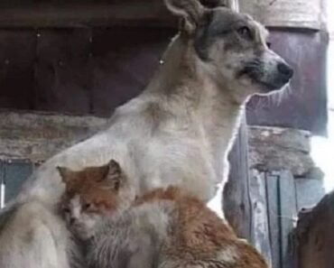 Un chien et un chat ont vécu dans une hutte abandonnée pendant trois ans, mais leur vie a changé – ils ont tous deux trouvé des propriétaires et vivent maintenant heureux à la maison