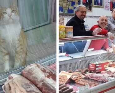 Cette boucherie a pour politique de toujours offrir aux animaux errants des friandises savoureuses