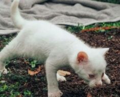 La fille a ramassé un joli chaton blanc aux yeux bleus, mais ce n’était pas un chat domestique. À quoi ça ressemble maintenant